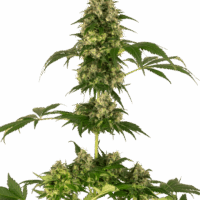 Cobalt Haze Feminised Seeds - 3