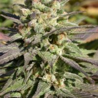 Warlock Feminised Seeds - 3