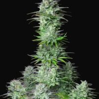 Kosher Cake Auto Feminised Seeds - 1