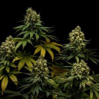 NL #5 x Critical Feminised Seeds - 3