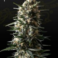 Bubba Slush Feminised Seeds - 3