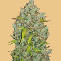 Original BubbleGum Auto Feminised Seeds - 1