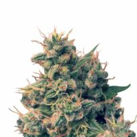 Guawi Regular Seeds - 10
