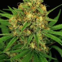 Tangerine Kush Regular Seeds - 5