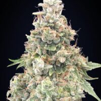 California Kush FAST Feminised Seeds - 3