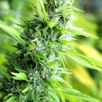 Banana Sapphire Feminised Seeds - 3