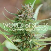 Strawberry Blue Feminised Seeds - 3