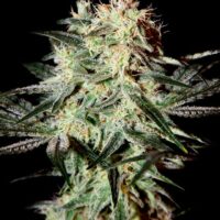 Arjan's Strawberry Haze Feminised Seeds - 3