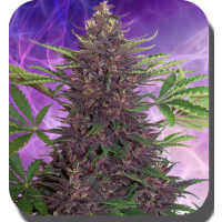Purple Kush Auto Feminised Seeds - 10