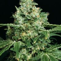 Sir Jack Feminised Seeds - 3