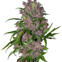Purple Bud Auto Feminised Seeds - 3