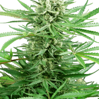 Papi Chulo OG Feminised Seeds - 3