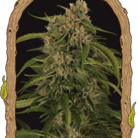 Sir Jack Pure CBD Auto Feminised Seeds - 3