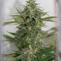 Amnesia Lemon Pie Feminised Seeds - 1