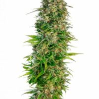 Hindu Kush Auto Feminised Seeds - 3