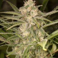 No Name Auto Feminised Seeds - 3