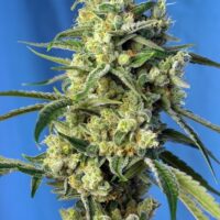 Sweet Amnesia Haze Feminised Seeds - 3