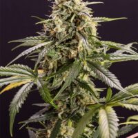 Chem-Bomb Auto Feminised Seeds - 3