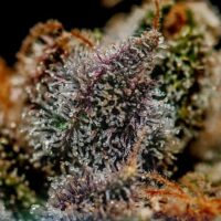 Chizpa by Zatu Feminised Seeds - 1