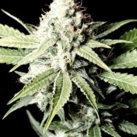 Great White Shark Feminised Seeds - 5