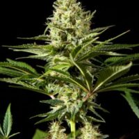 Black Bomb Feminised Seeds - 3