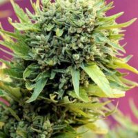 Dairy Queen Regular Seeds - 5