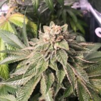 Key Lime Pie x Do-Si-Dos Feminised Seeds (Limited Edition) - 3