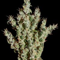 NL5 Haze Mist Feminised Seeds - 3