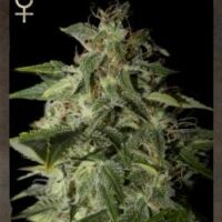 Afgooey Feminised Seeds - 3