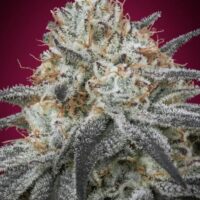 Slurricane Auto Feminised Seeds - 3+1 FREE SEED