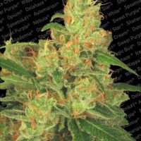 Acid Auto Feminised Seeds - 3