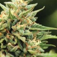 Cali Sour Diesel Feminised Seeds - 3