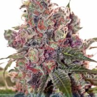 Grapefruit Feminised Seeds - 3