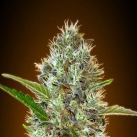 Somango Auto Feminised Seeds - 10