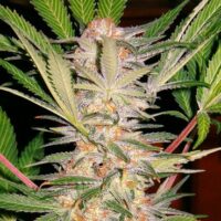 S.A.D. Sweet Afghani Delicious S1 Feminised Seeds - 3