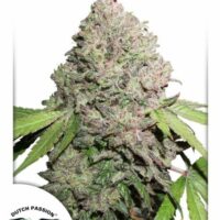 Charlotte's Angel CBD Feminised Seeds - 1
