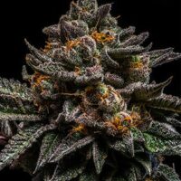 Braincake Feminised Seeds - 1