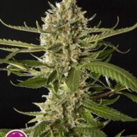Lemon OG Candy Feminised Seeds - 3