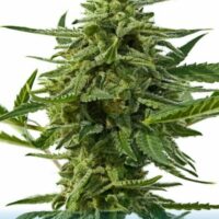 Northern Haze Express Auto Feminised Seeds - 1