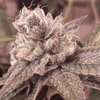Shabba Love CBD Feminised Seeds - 3
