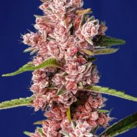 Tropicanna Poison F1 FAST Feminised Seeds - 3