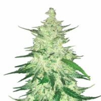 CBD 1:1 Auto Feminised Seeds (formerly Crack CBD Auto) - 1