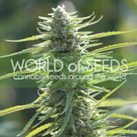 Colombian Gold Feminised Seeds - 12