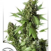 Duck Auto Feminised Seeds - 3