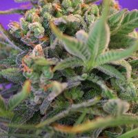 Sweet Cheese Feminised Seeds - 3