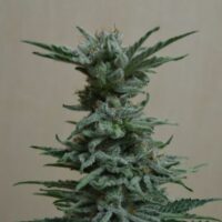 AK Skunk Feminised Seeds - 3