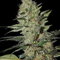 Exodus Cheese Auto Feminised Seeds - 3