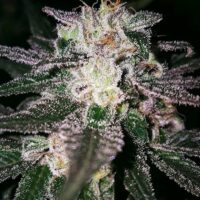 Gorilla Cookies (GG#4 x Cookies) Feminised Seeds - 1