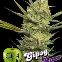 Gipsy Haze Feminised Seeds - 3+1