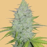 Original Cheese Auto Feminised Seeds - 1